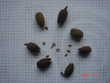Frutos y semillas de azotacaballos (<i>Luehea divaricata</i>).<br>Foto: Gastón Rodríguez Tourón
